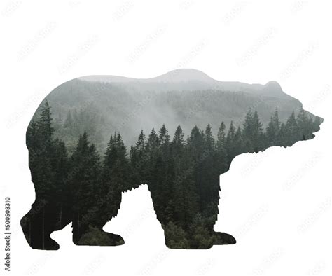 Bear Silhouette. Outline. White Background. Stock Illustration | Adobe ...