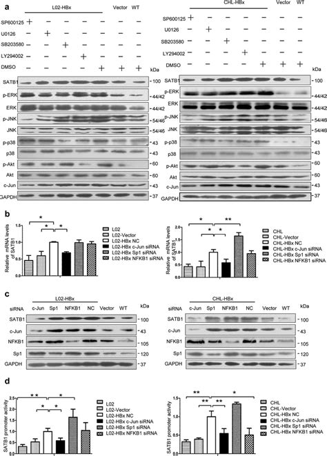 Hbx Upregulates Satb Expression Through The Jnk And Erk Pathway And