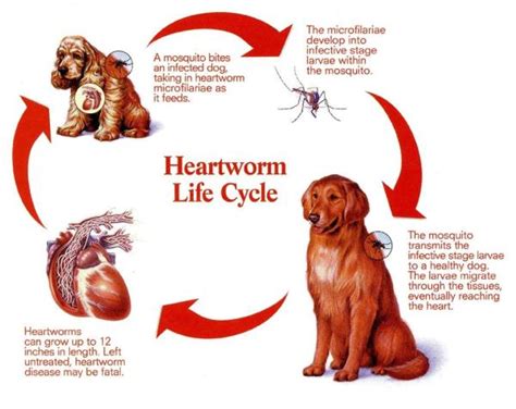 Heartworm Roma Veterinary Clinic