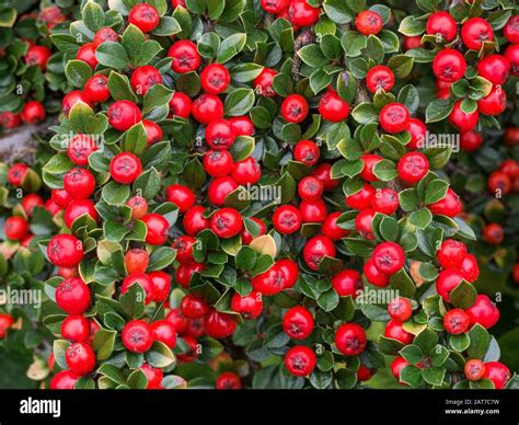 Cotoneaster Horizontalis Berries Hi Res Stock Photography And Images