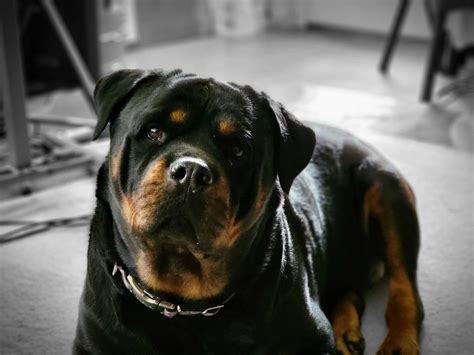 Rottweilers are just different. They really are the most stunning breed
