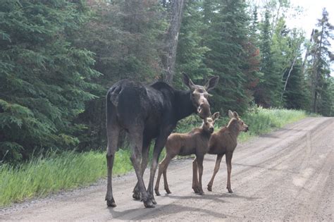 Moose Tail Tale | Boundary Waters Blog