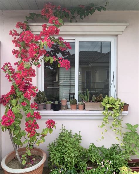 Growing Bougainvillea On Trellis