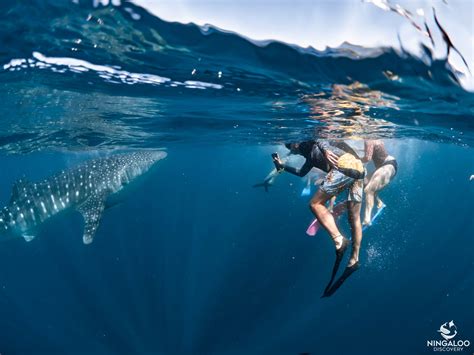 Ningaloo Whale Shark Swim Eco Tour On A Powerboat Shoulder Season