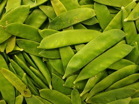 Quelles variétés de haricots choisir pour vos semis Silence ça