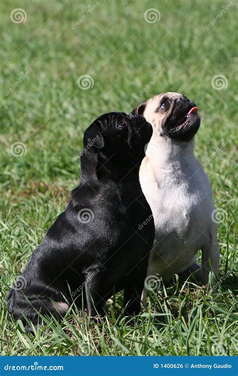 Pug Branco E Preto - Black and white pug stock photo. Image of white, hound - 1400626