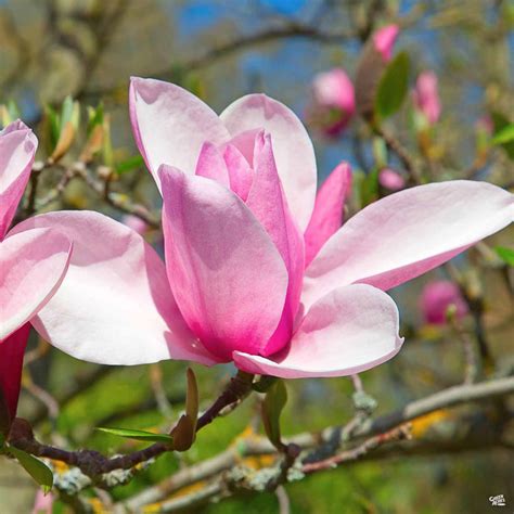 Magnolia 'Jane' — Green Acres Nursery & Supply