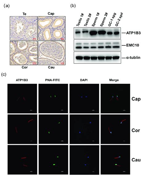 Atp1b3 Expression And Localization In Male Germ Cells Of Mouse A