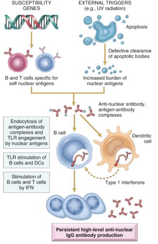 Block Clin Med Immune Mediated Msk Disorders In Adults Flashcards