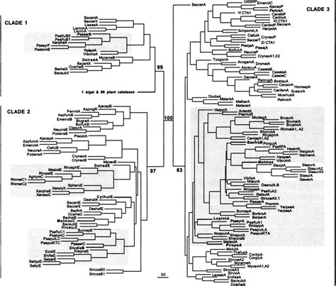 Phylogenetic Analysis Of The Heme Containing Monofunctional Catalase