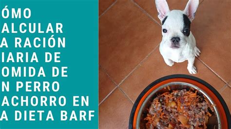 Cu Nto Come Un Shih Tzu Cantidad De Comida Adecuada Vimar Alfambra