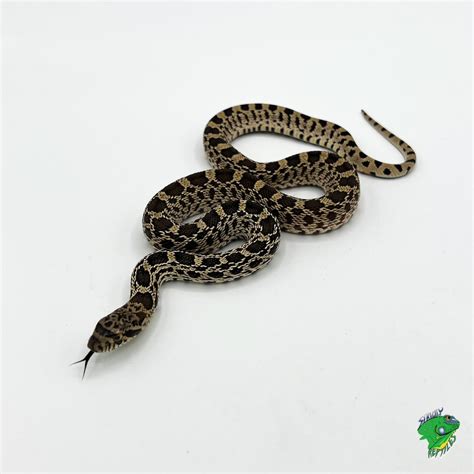 Bull Snake – cb baby – Strictly Reptiles Inc.