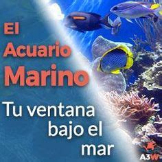 Ideas De Acuario Marino Acuario Marinos Acuario Acuariofilia