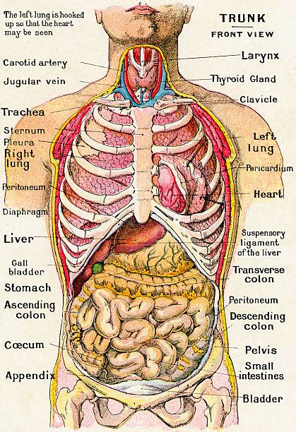 Anatomical View Of Human Torso Pictures | Getty Images