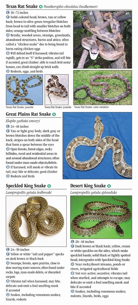 Texas Baby Snake Identification Chart