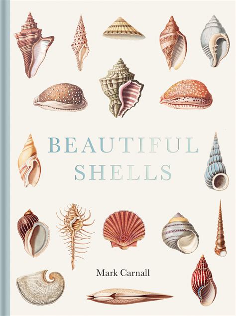 beautiful shells nokomis