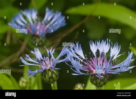 Perennial Cornflower Centaurea Montana Flower In Spring Close Up