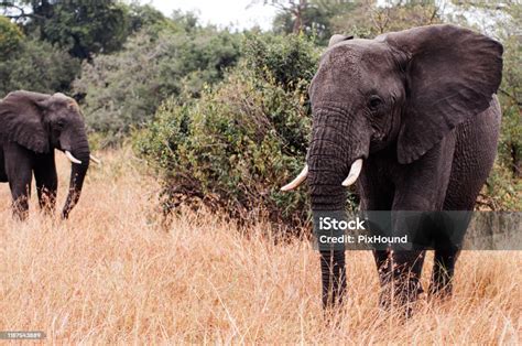 Large African Elephants In Golden Grass Field In Grumeti Reserve