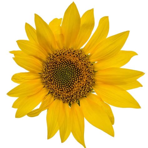 Premium Photo Sunflower Isolated On White Background