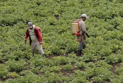 Alimentos Balanceados Y Herbicidas Los Insumos Agropecuarios En Los