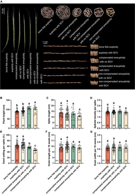 Frontiers Chromosomal Instability And Phenotypic Variation In A