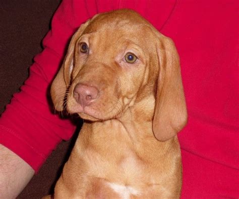 Hungarian Vizsla Puppies For Sale | Dallas, TX #178283