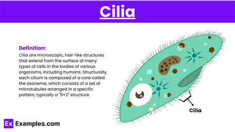 Cilia - Definition, Structure, Types, Functions, In lungs & More