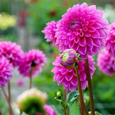 Dahlia (Pink) - Plant - Puspita Nursery