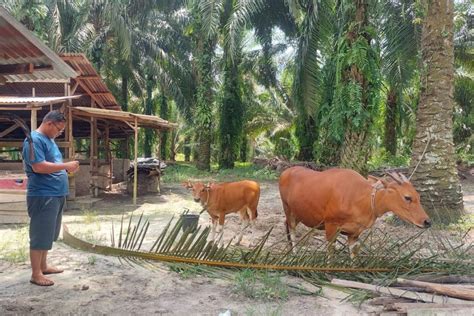 Pemprov Jelang Idul Adha Lalulintas Hewan Ternak Masuk Riau Diperketat