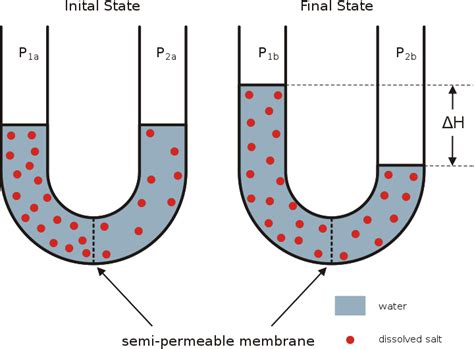 Difference Between Osmolarity and Osmolality | Definition, Explanation ...