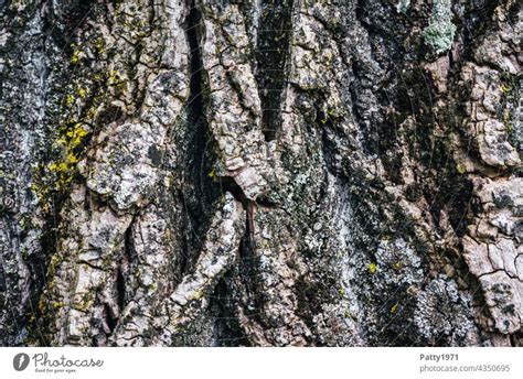 Furrowed tree bark with lichen growth - a Royalty Free Stock Photo from ...