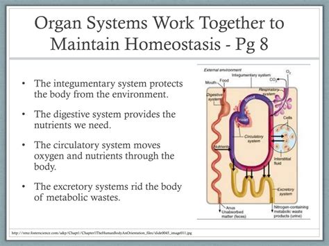 Ppt The Human Body Powerpoint Presentation Free Download Id3790967