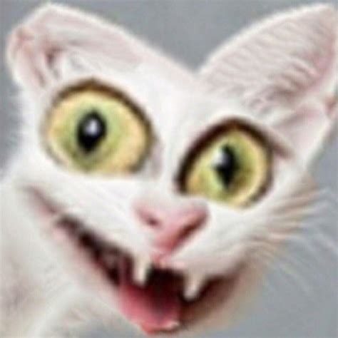 Create meme "cats , funny cats , cats " - Pictures - Meme-arsenal.com