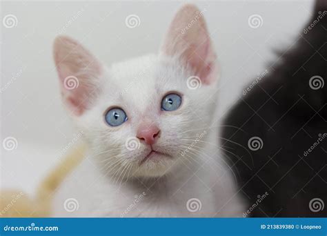 White Kittens with Blue Eyes with White Background Stock Photo - Image of mascots, lovely: 213839380