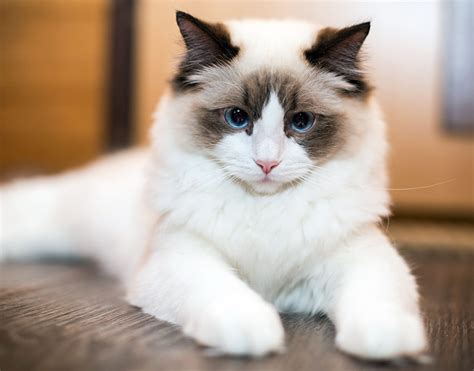 Facts and Personality or Ragdoll Cats - Long Island Ragdolls