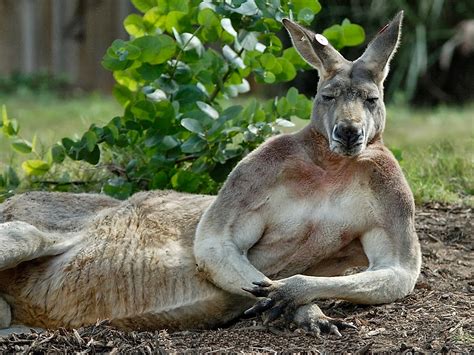 Australian kangaroo ~ Animal Pics On The World