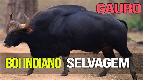 Boi Selvagem Ja Extinto - Boi Selvagem Já Extinto - NAZAEDU