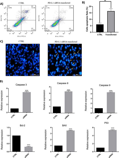 Silencing of PD-L1 expression promoted cell apoptosis in the MDA-MB-231 ... 