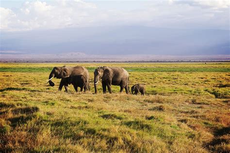 Serengeti Day Trip Safari Fra Mwanza GetYourGuide