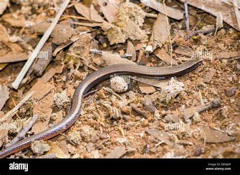 Legless Lizard Hi Res Stock Photography And Images Alamy