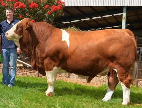 Australian Stud Beef Cattle Breed Record Prices At A Glance Beef Central