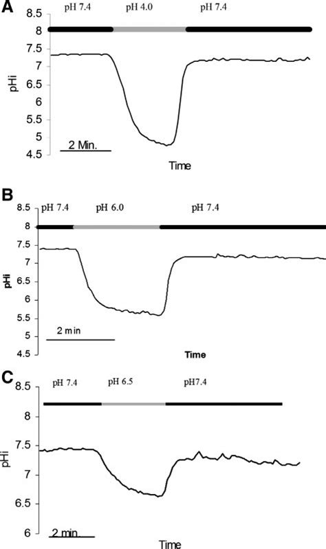 Representative Tracings Of Intracellular Ph Phi Over Time In