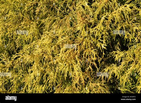 Sawara Cypress Chamaecyparis Pisifera Filifera Aurea Also Called