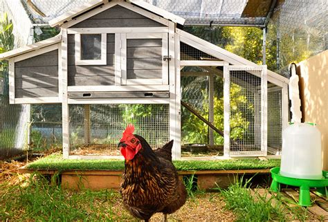 Tips For Introducing New Chickens To The Flock Survival Jack