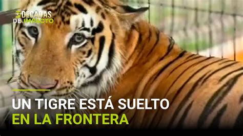 Un Tigre De Bengala Está Suelto En La Frontera Entre México Y Eeuu