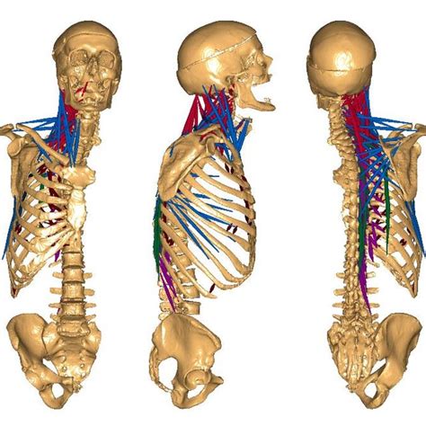 Denis Three Column Model Of Spinal Stability Which Involves Anterior