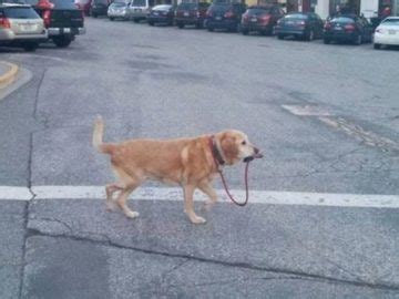 10+ Dog Walking Fails Ever