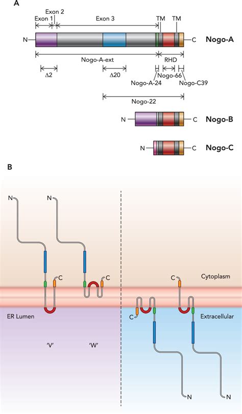 Figure From Nogo A Represses Anatomical And Synaptic Plasticity In