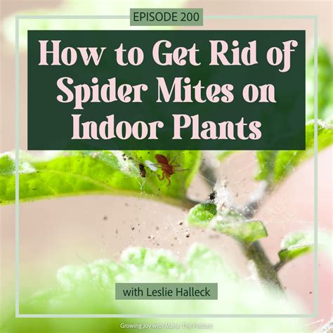 How to Get Rid of Spider Mites on Indoor Plants - Growing Joy with Maria