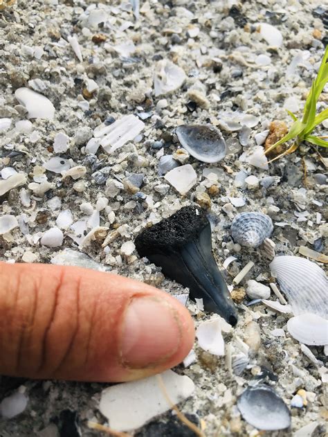 Find Amazing Sharks Teeth And Shells On Hilton Head Island With Native